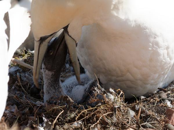 <h3><a href="/trips/helgoland/biota/animalia/chordata/aves/016 suliformes/002 sulidae/morus bassanus/morus bassanus-nl.html">Morus&nbsp;bassanus</a> / Northern&nbsp;gannet / Jan‑van‑gent</h3>NIKON D7100 met AF-S Nikkor 300mm f/2.8G IF-ED VR II, 1/250 sec  bij F9.0, ISO 250, afstand 7.08&nbsp;m